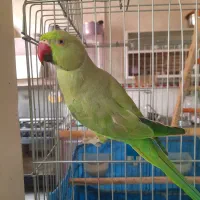طوطی ملنگو نر نیمه دستی