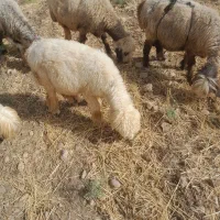 دو راس کوه داشتی وکشتی چاق