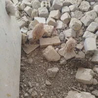 بلدرچین سالم