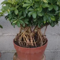 گلستان فرحان ( گل پله موا و شفلرا سبز و ابلق )