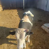 فروش ۲ راس جوانه چاق چاق
