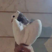 طوق سیاه و سرخ