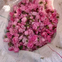 گل محمدی|خدمات باغبانی و درختکاری|شراء, |دیوار