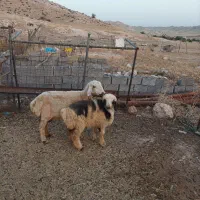 میش|حیوانات مزرعه|دوگنبدان, |دیوار