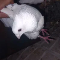کبوتر|پرنده|لردگان, |دیوار