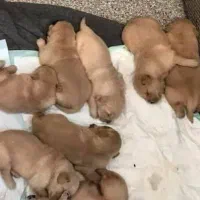 واگزاری  پامر