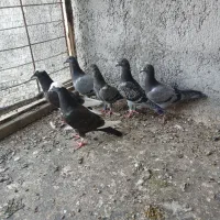 ۶ تا جوجه آلمانی بوم ندیده