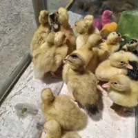 جوجه رنگی رسمی اردک