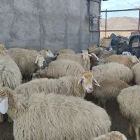 کارگر دامداری و نگهداری و چرای گله ۲۲۰ راسی گوسفند