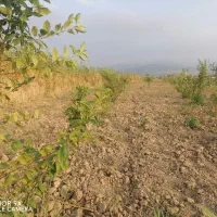 زمین باغی داخل مجموعه