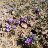 با سلام فروش یک کیلو زعفران نگین طبیعی خشک