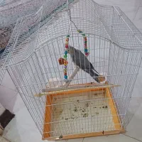 عروس هلندی ماده