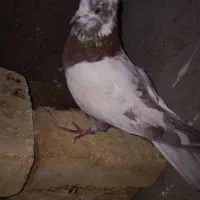 کفتر|پرنده|کوهرنگ, |دیوار