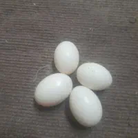 تخم کبوتر