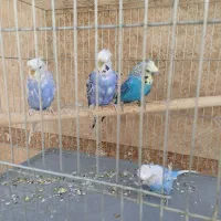 مرغ عشق پروانه ای مولد معاوضه