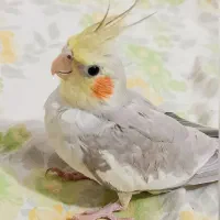 عروس هلندی ماده