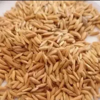 چلتوک لنجان