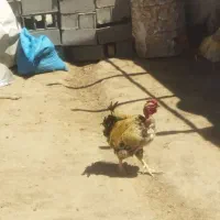 خروس