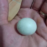 سنگ آسیاب