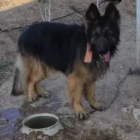 سگ ژرمن شپرد اصل