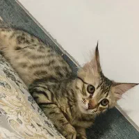 بچه گربه dlh