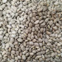 لوبیا چیتی کیلوی۳۲۰ هزار