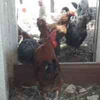 مرغ و خروس محلی