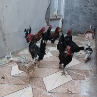 هرفیات مرغ و خروس