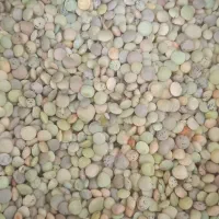 عدس|خوردنی و آشامیدنی|اسفراین, |دیوار