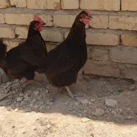 مرغ سیاه