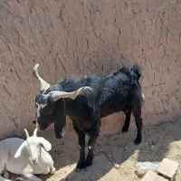 چپش دورگ پاکستانی لنگ دوقلو یک ساله