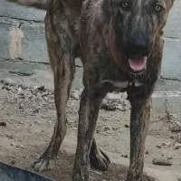 توله سگ افغان