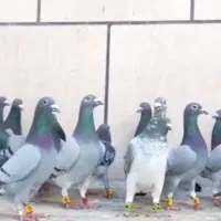 کبوتر