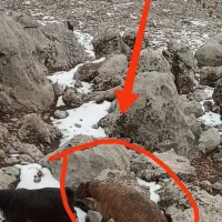 گوسفند سرقت شده