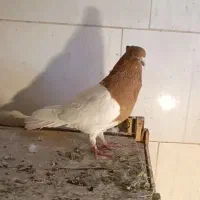 کبوتر یا کفتر