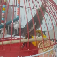 عروس هلندی نیمه اهلی