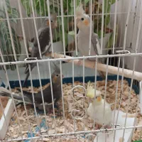 ۴عدد عروس هلندی ۲ماه