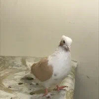 کفتر|پرنده|مشهد, ده دی|دیوار