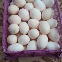 تخم مرغ محلی تاز