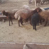 میش چاق قربانی