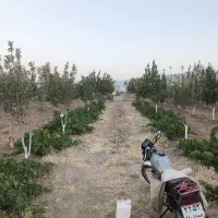 باغ