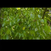 گردوتکانی روز مزد و شراکتی