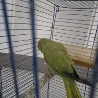 طوطی ملنگو