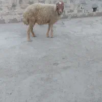 گوسفند ابستن در سوسنگرد