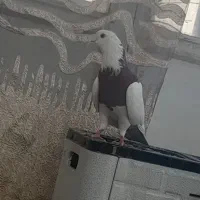 کفتر