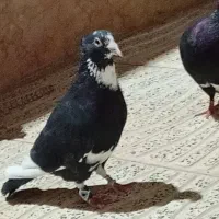کبوتر