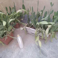 30گلدان خالی باکاکتوس