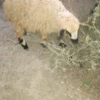 کاور لنگه جمل