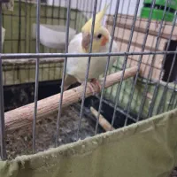 عروس هلندی نروماده با ۴تا جوجه