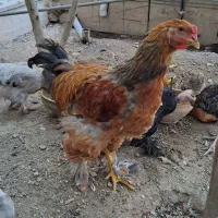 خروس ومرغ برهما آلمانی